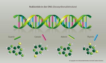 Was sind Nukleotide?